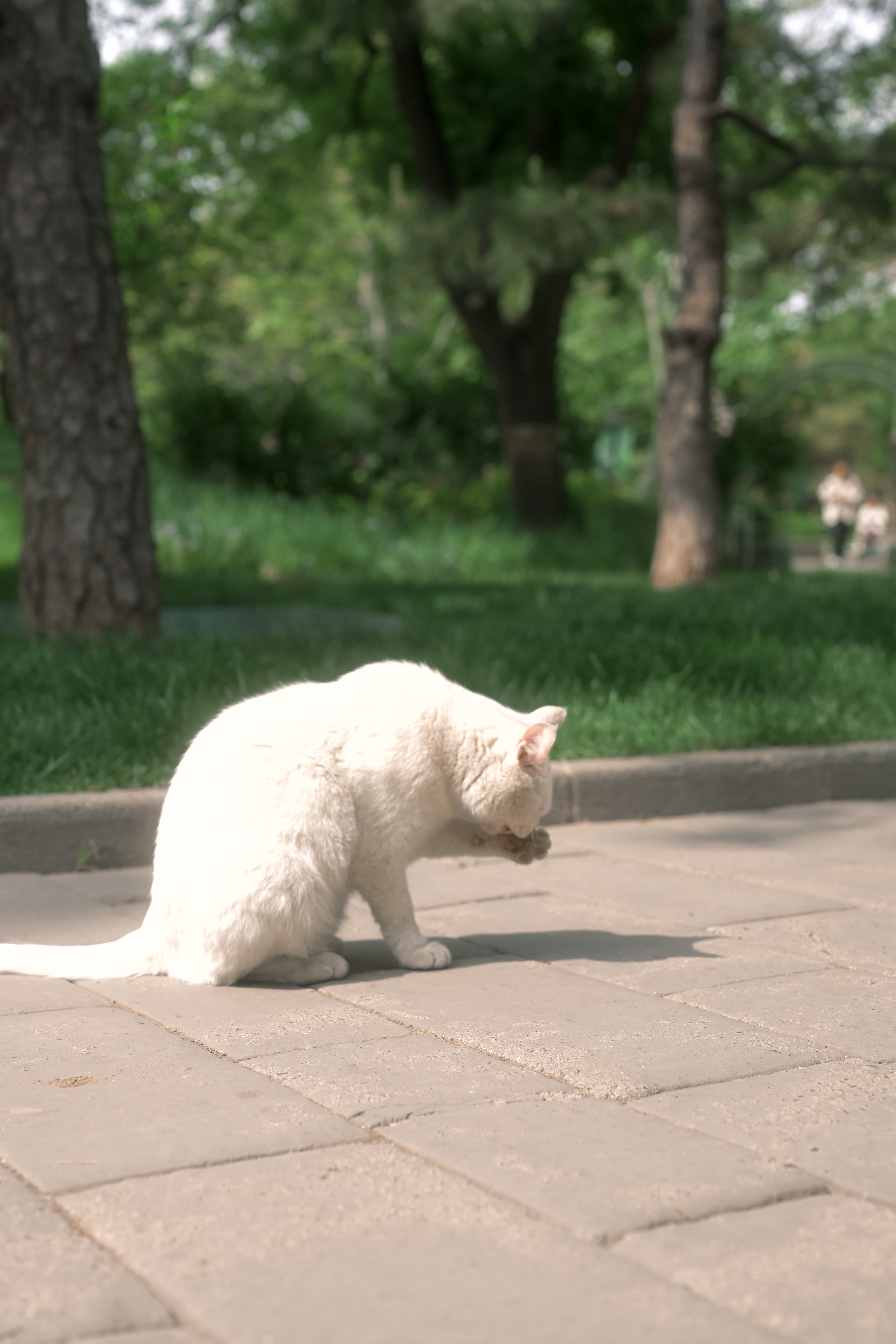 公园里被大家投喂的猫